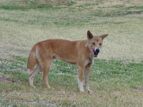 Dingo auf dem Caravanpark